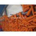 Fresh Carrot nieuw gewas